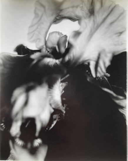 Photograph of an Iris flower, printed on gelatin silver paper, part of a series for exhibition and sale